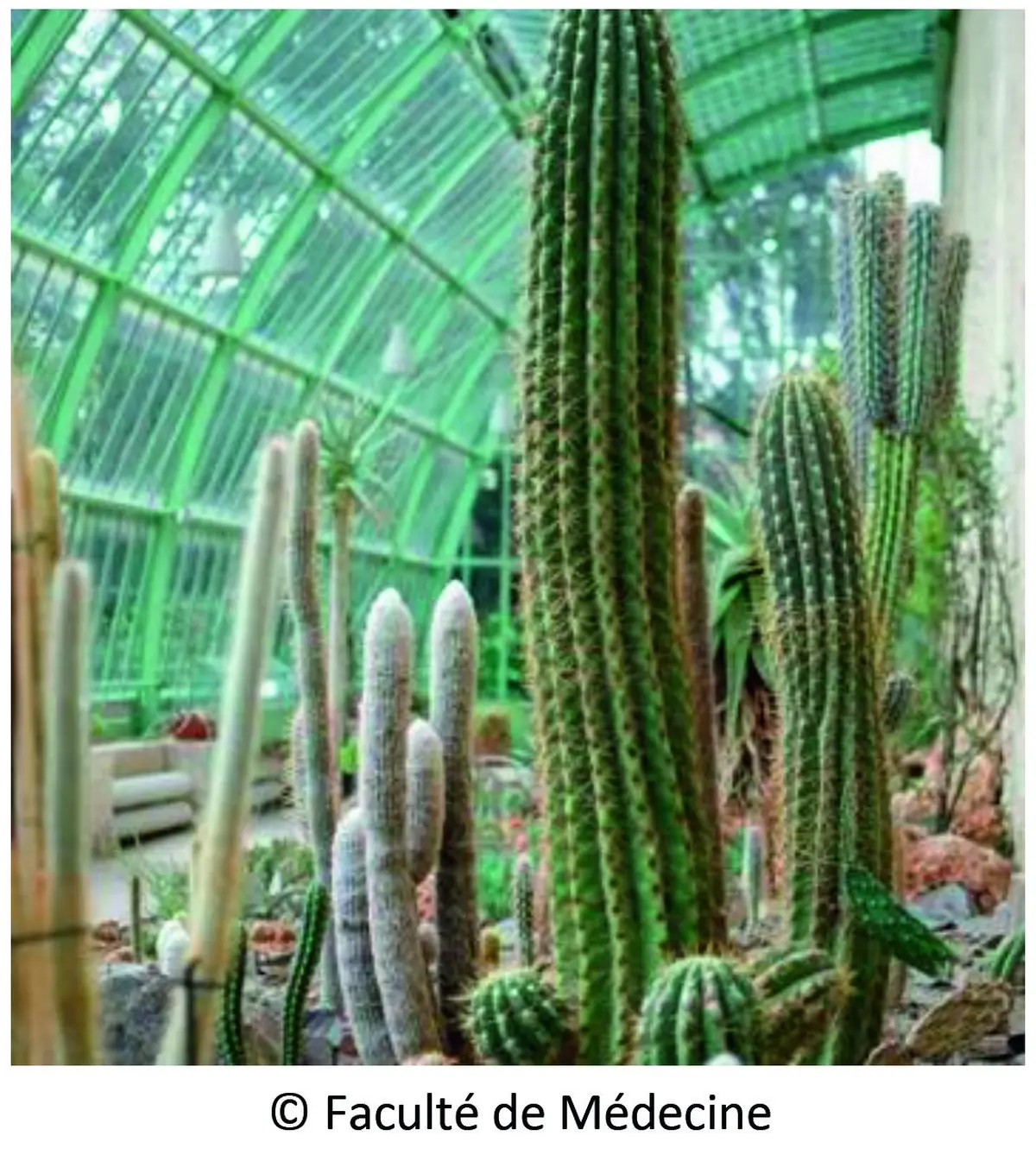 Visite gratuite de la Serre Martins : Cactus et succulentes