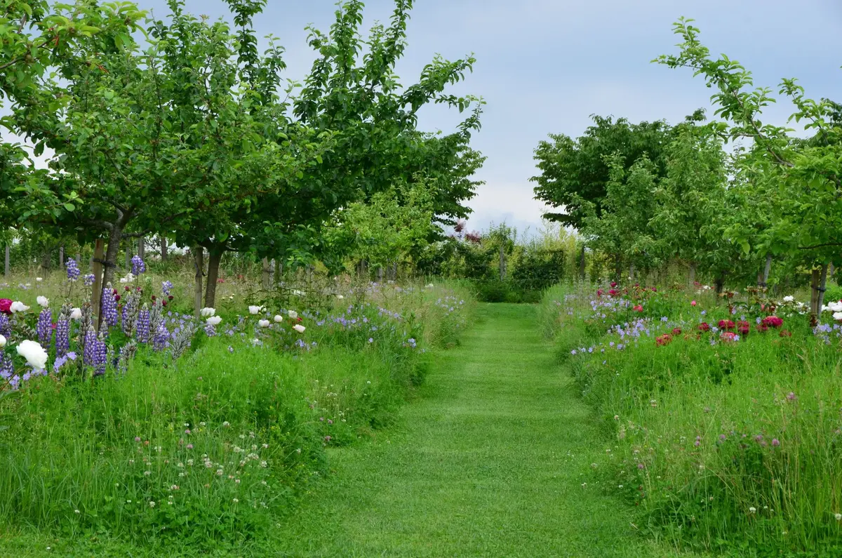 Stage – Des prunes et des mirabelles