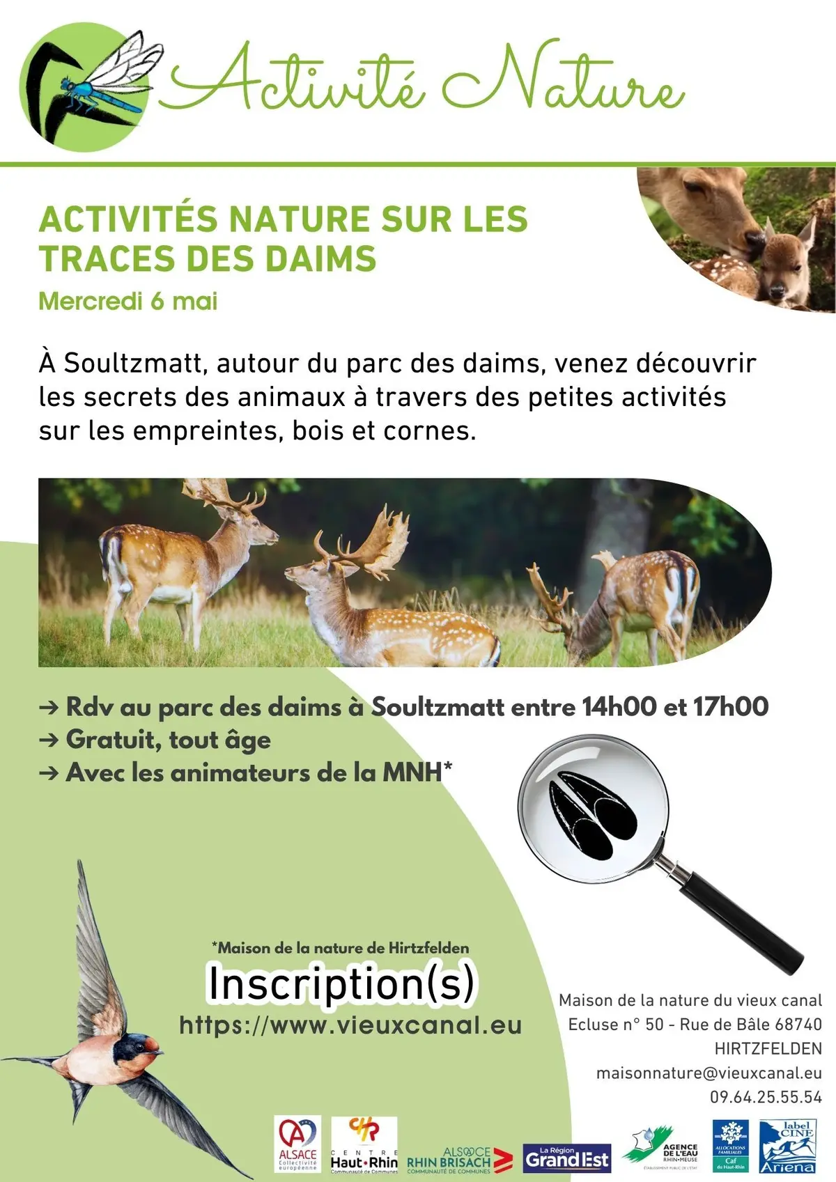 Activités nature sur les traces des daims