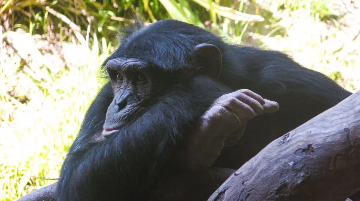 La Conscience animale