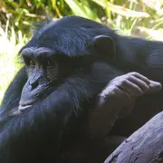 La Conscience animale