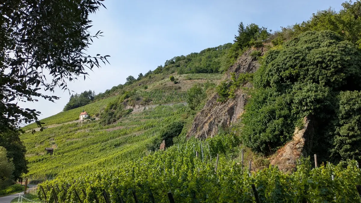 E-Bike dans le vignoble du Rangen 