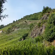 E-Bike dans le vignoble du Rangen 