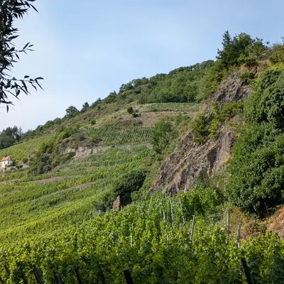 E-Bike dans le vignoble du Rangen 