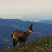 Exposition photographique : Les chamois