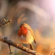 Sortie nature : les oiseaux du Rothmoos