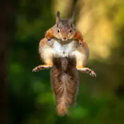 Activités nature et parcours des écureuils