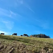 La marche du corps qui parle : une journée près d'Orbey