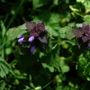 Sortie découverte des Plantes sauvages comestibles