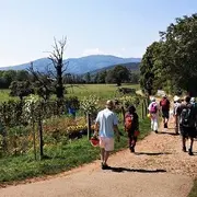 Le sentier géologique de Sentheim, une balade à remonter le temps