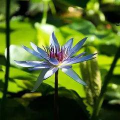 Yoga Forme