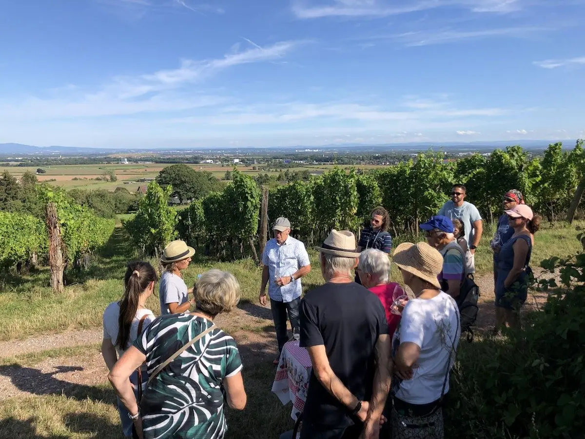Verres à pied : découverte du vignoble