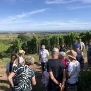 Verres à pied : découverte du vignoble