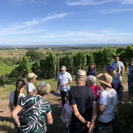 Verres à pied : découverte du vignoble