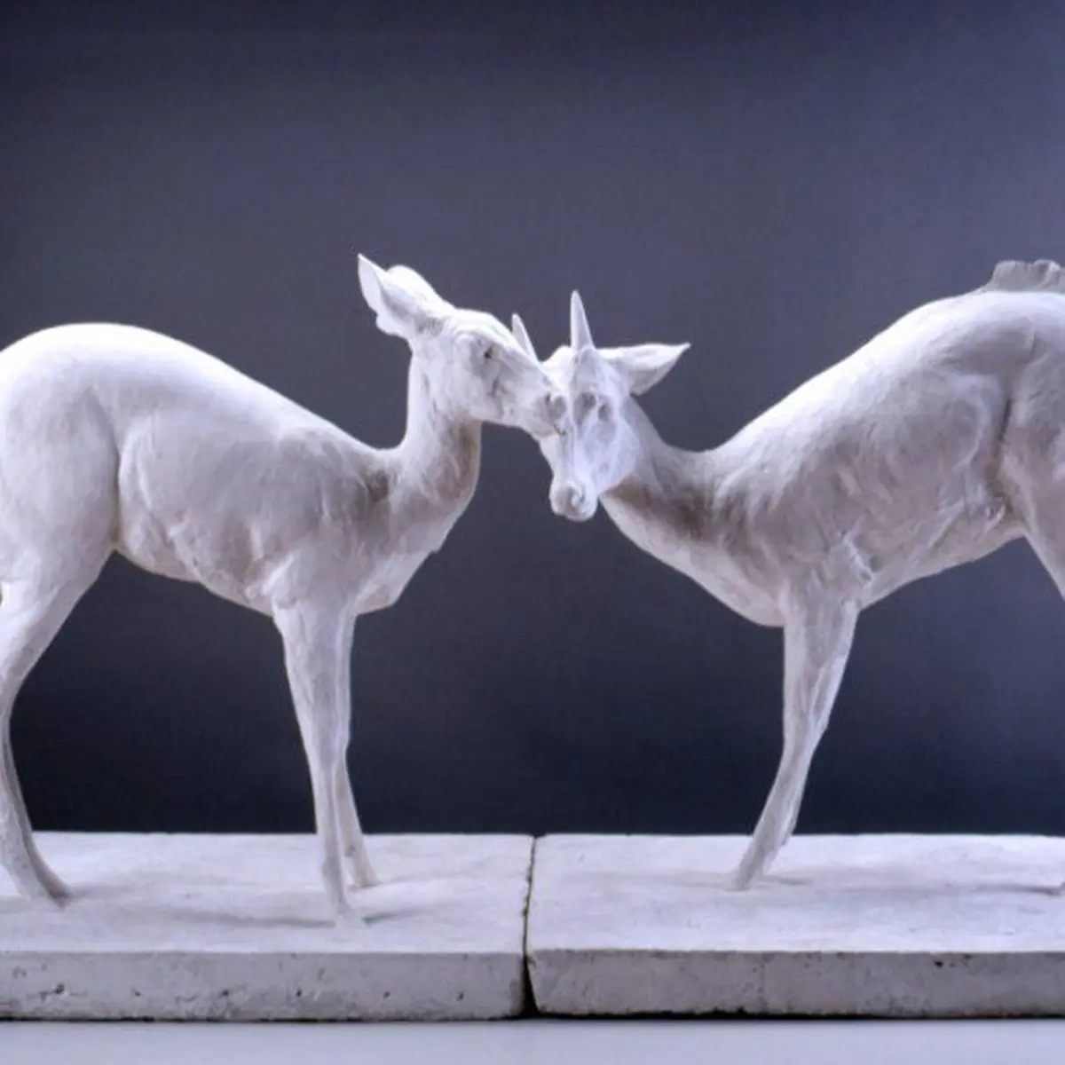 L'état sauvage. L'animal dans les collections du MAMCS et du Musée Zoologique