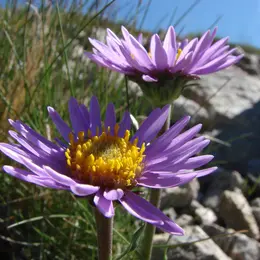 les journées botaniques de l'association Serrechevaliernature