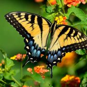 Les papillons de jour des Vosges - p et MC LAMBERT - Projection documentaire et rencontre avec les auteurs