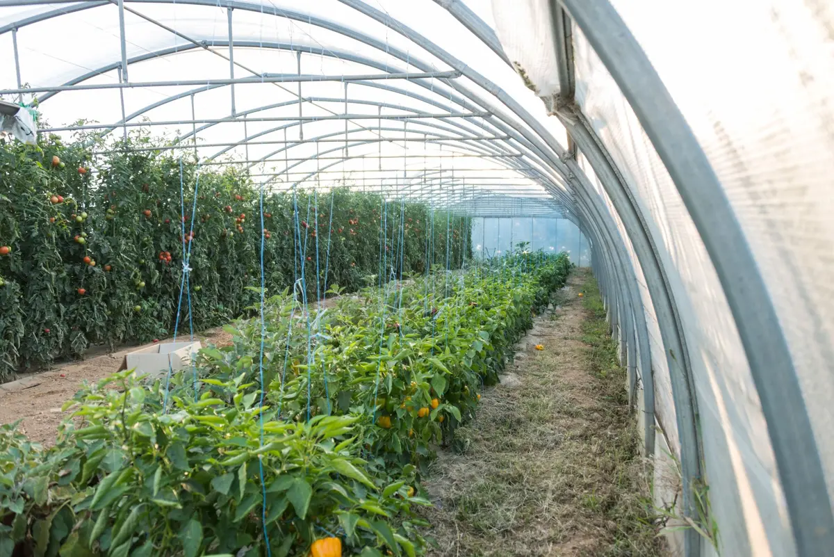 Les Saveurs de Kienheim : une multitude de fruits et légumes bio !