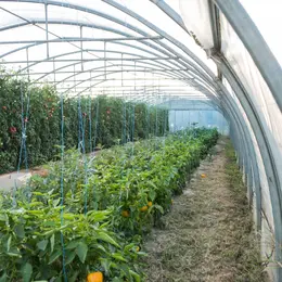 Les Saveurs de Kienheim : une multitude de fruits et légumes bio !