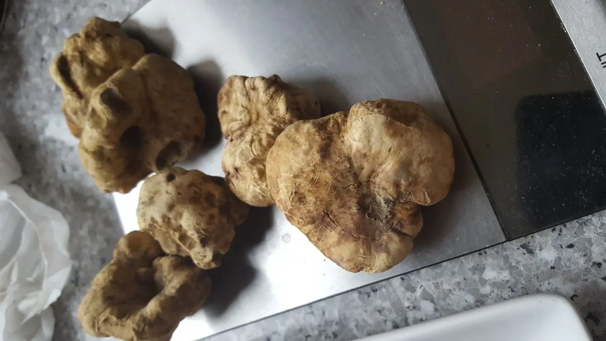 Cobanoglu Industrie et négoce des produits Agricoles SA