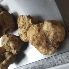 Cobanoglu Industrie et négoce des produits Agricoles SA