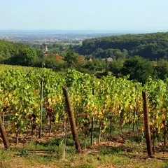 Le Bar du Coucou