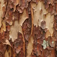 Atelier vannerie sauvage : prélever et assembler des écorces &copy; Le Moulin Nature