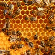 Immersion au cœur du monde des abeilles