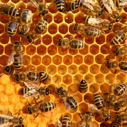 Immersion au cœur du monde des abeilles