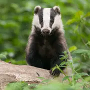 Espèce de blaireau !