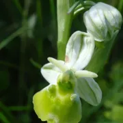 Sortie guidée orchidées sauvages
