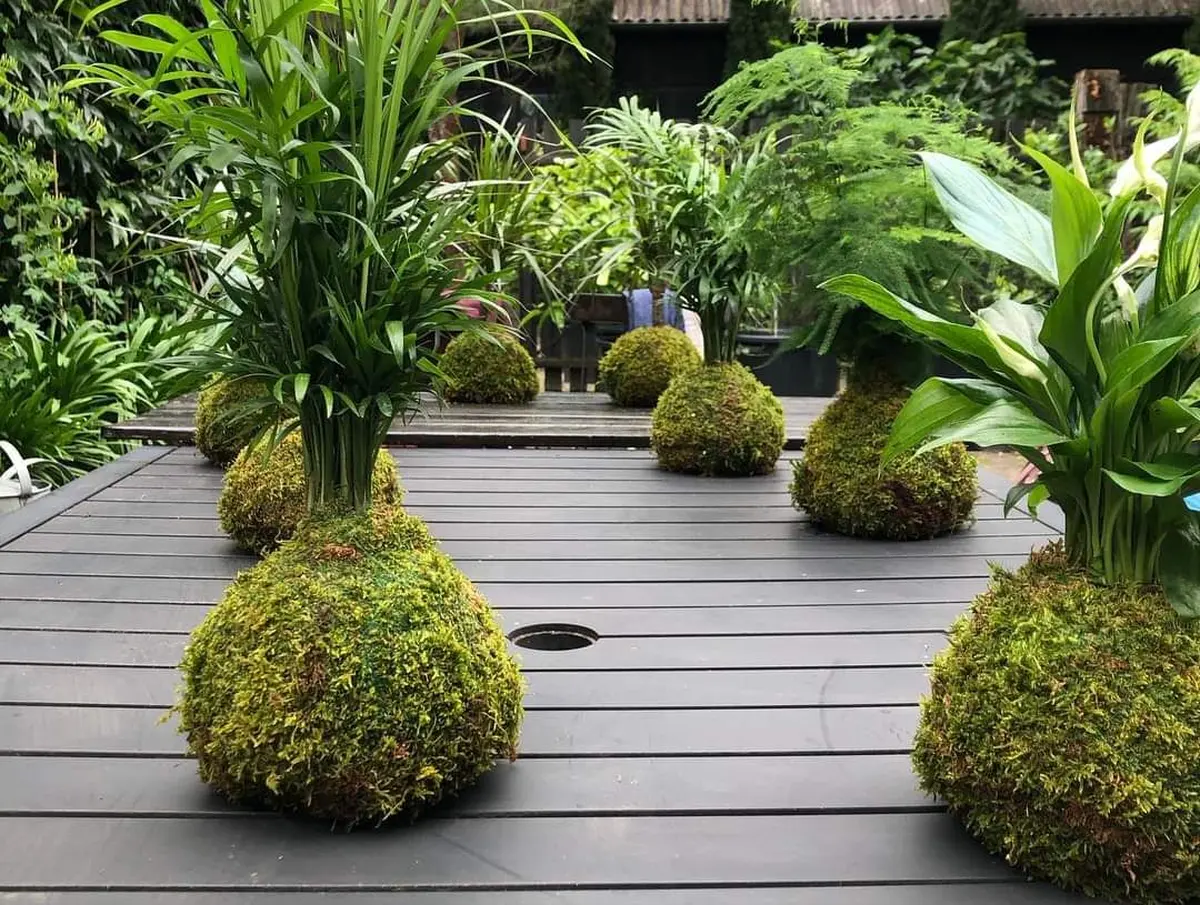 Atelier d’initiation au Kokedama