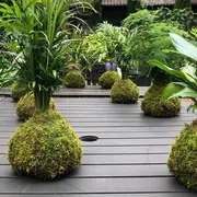 Atelier d’initiation au Kokedama