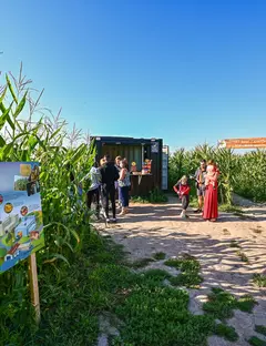 Pop Corn Labyrinthe Berck (Verton)