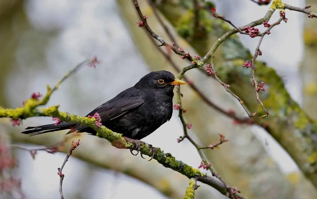 A la recherche des oiseaux en ville 