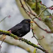 A la recherche des oiseaux en ville 