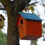 Fête de la Nature -Observation des oiseaux et atelier de fabrication de nichoir