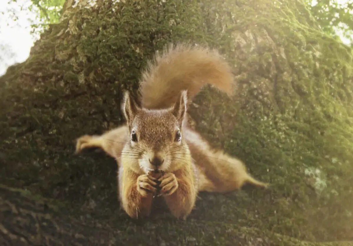 « Le chêne et ses habitants » de Laurent Charbonnier et Michel Seydoux