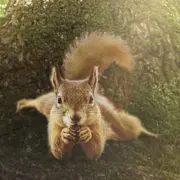 « Le chêne et ses habitants » de Laurent Charbonnier et Michel Seydoux