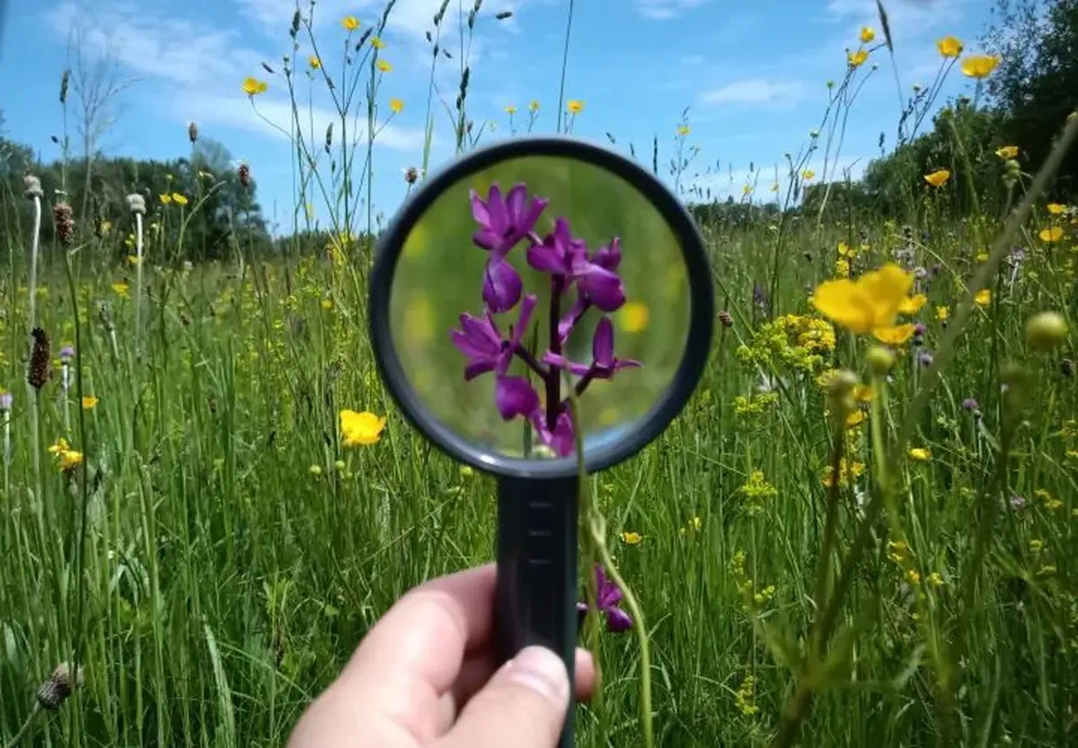 Oiseaux et orchidées de Malpogne