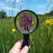 Oiseaux et orchidées de Malpogne