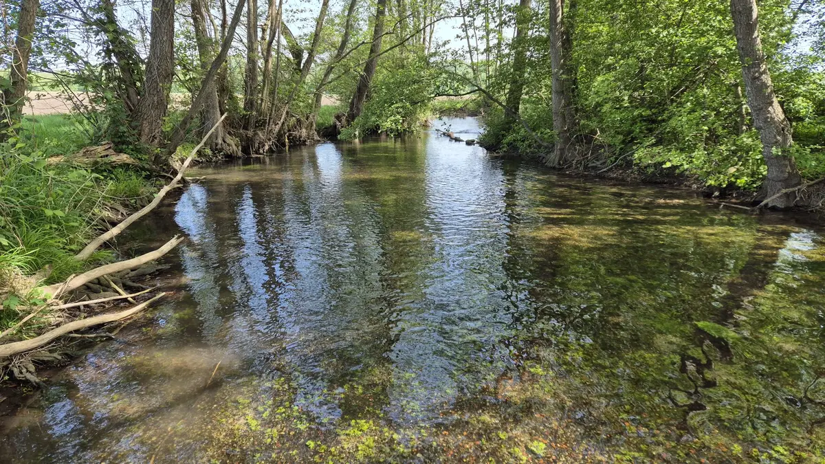 A la découverte de la part sauvage du Rhin : de sa source à la plaine