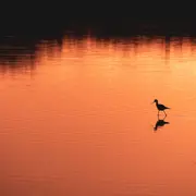 Sortie crépusculaire