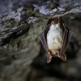 Nuit de la Chauve-Souris