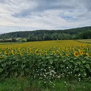 Constellation Systémique et Familiale en Nature