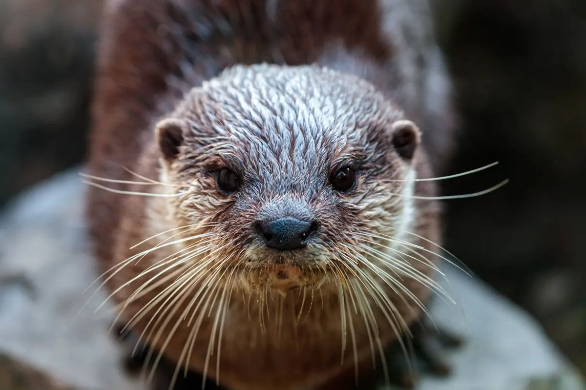 Conférence Planet Ocean : Loutre sur le Lez
