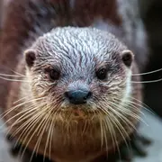 Conférence Planet Ocean : Loutre sur le Lez