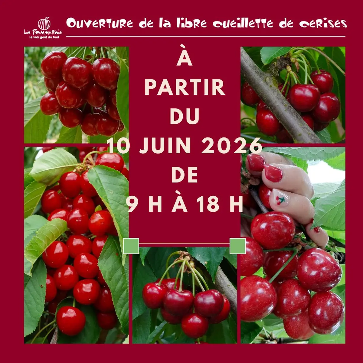 Ouverture de la cueillette de cerises
