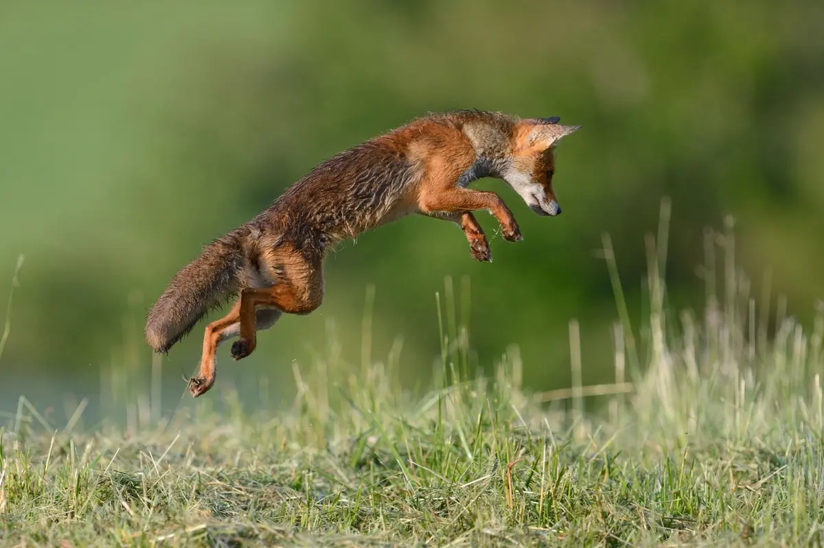 Les chemins de l'espèce
