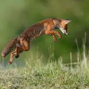 Les chemins de l'espèce